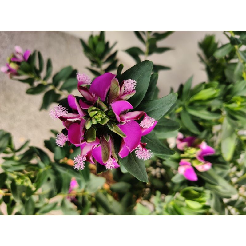 Polygala myrtifolia