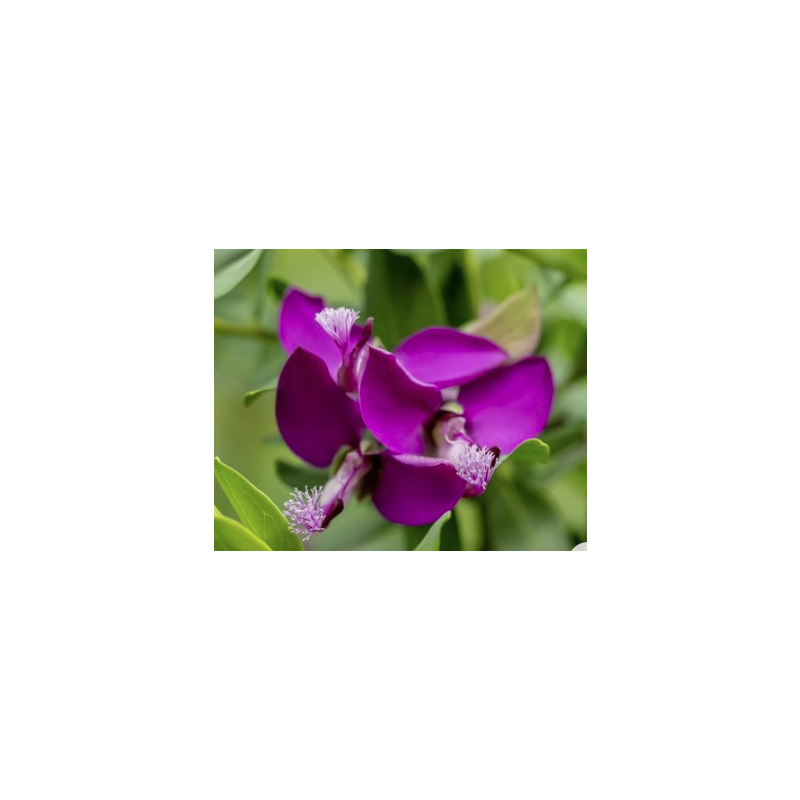 Polygala myrtifolia