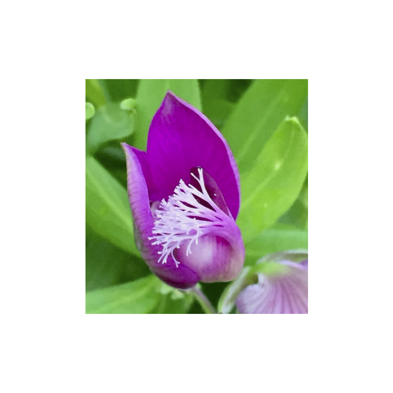 Polygala myrtifolia