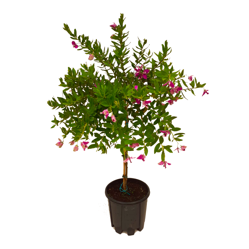 Polygala myrtifolia op stam