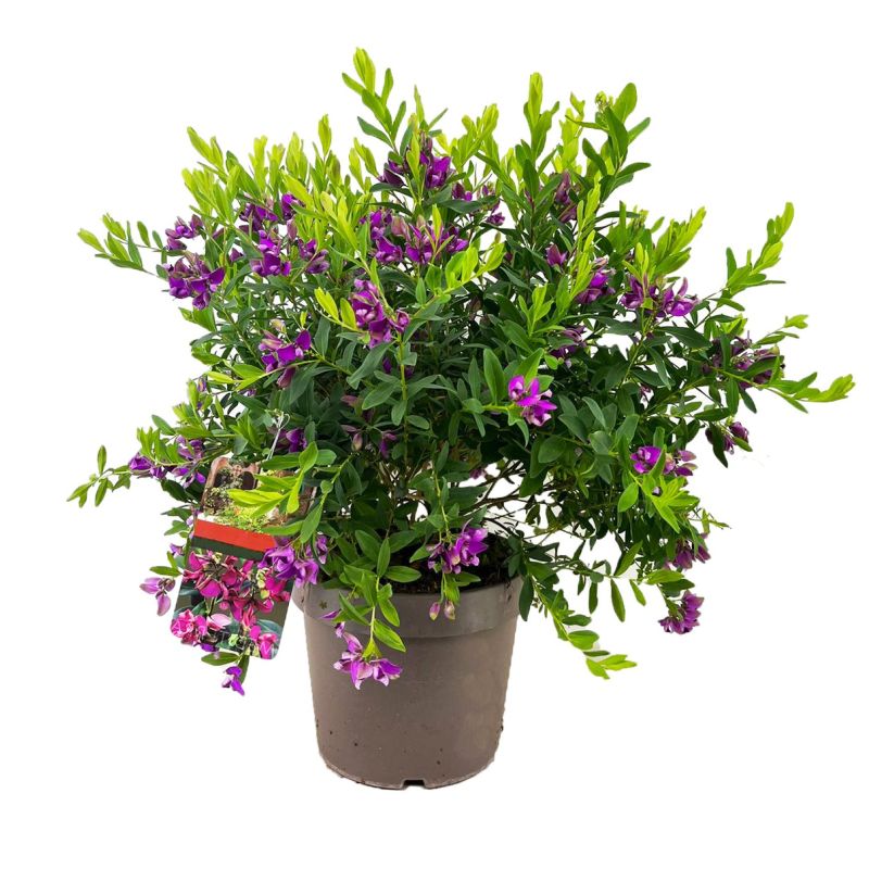 Polygala myrtifolia