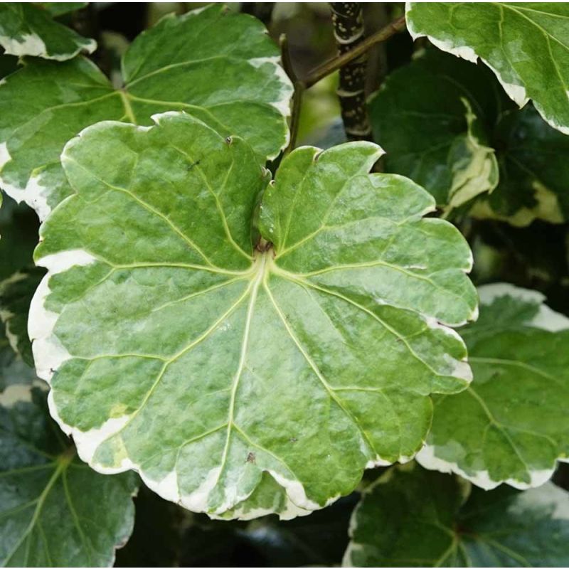 Polyscias balfouriana