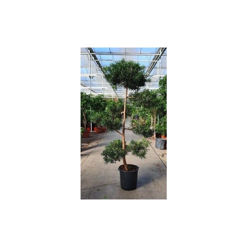 Podocarpus Macrophyllus