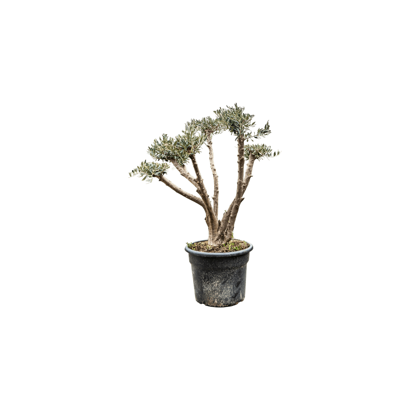 Olea europaea - pon pon