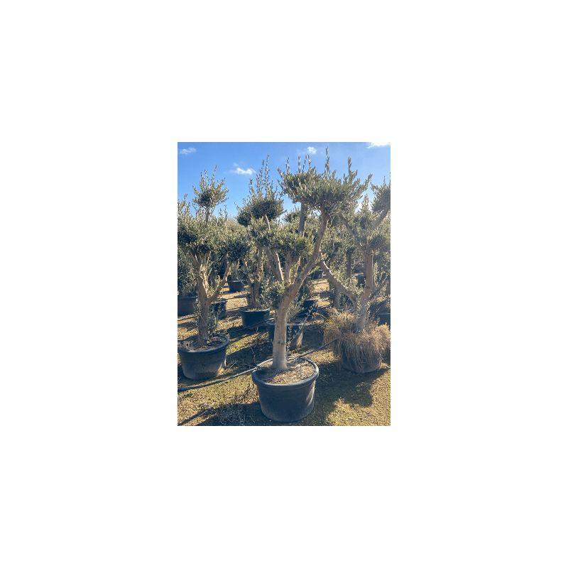 Olea europaea - pon pon