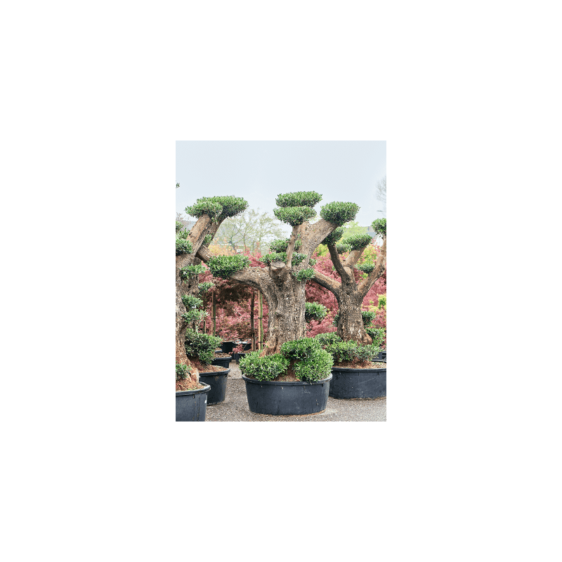 Olea europaea - pon pon