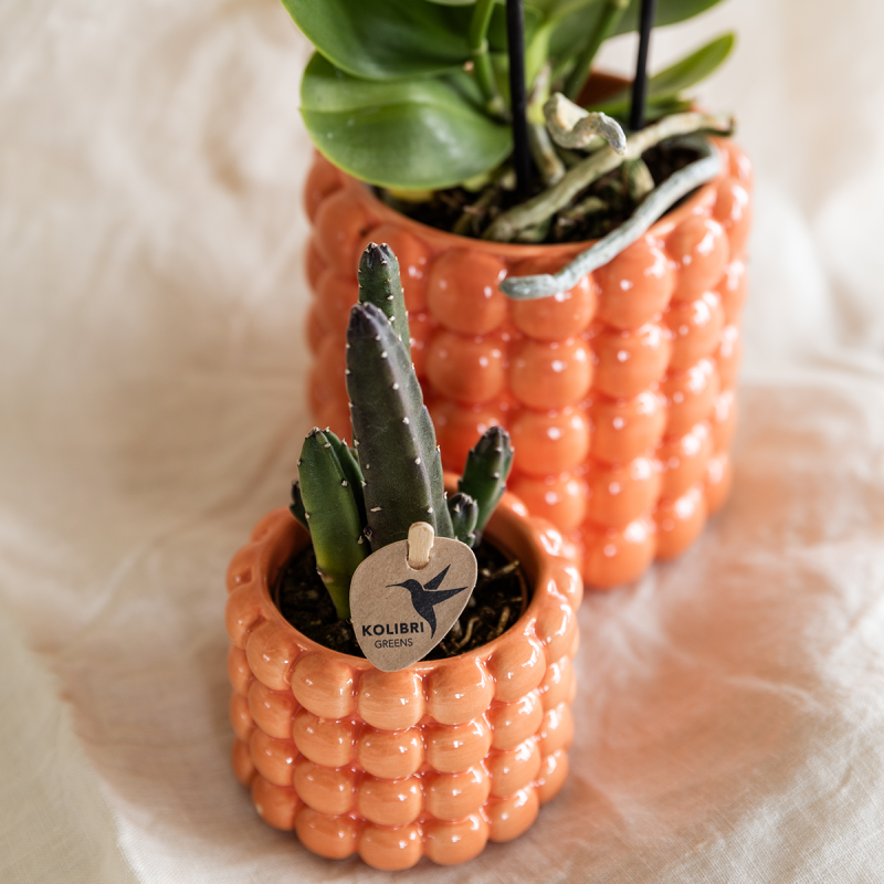 Planten duo Poppy oranje