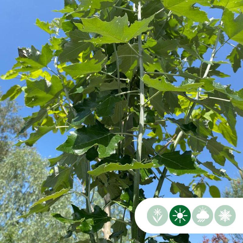 Populus alba