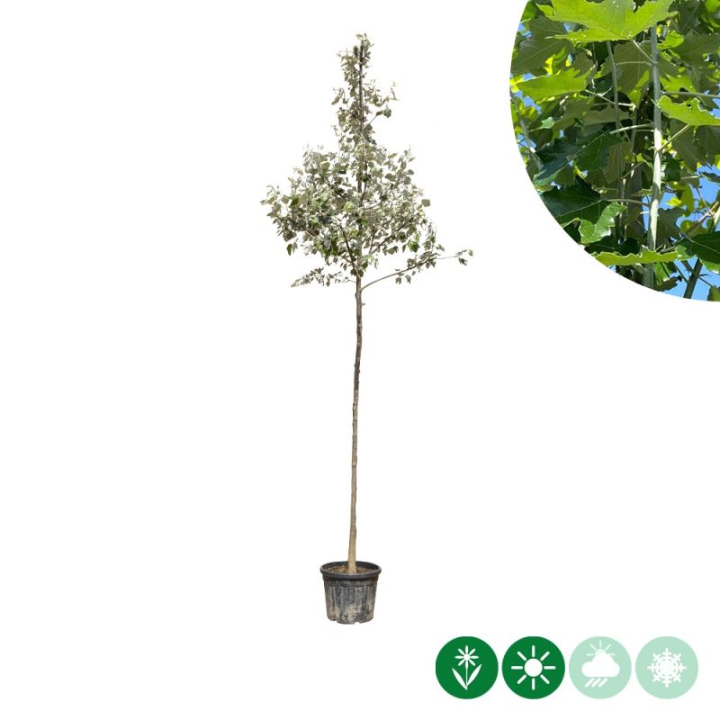 Populus alba