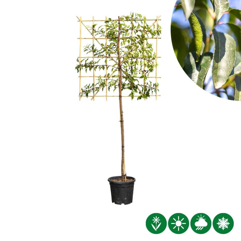 Prunus Lusitanica - leiboom laagstam