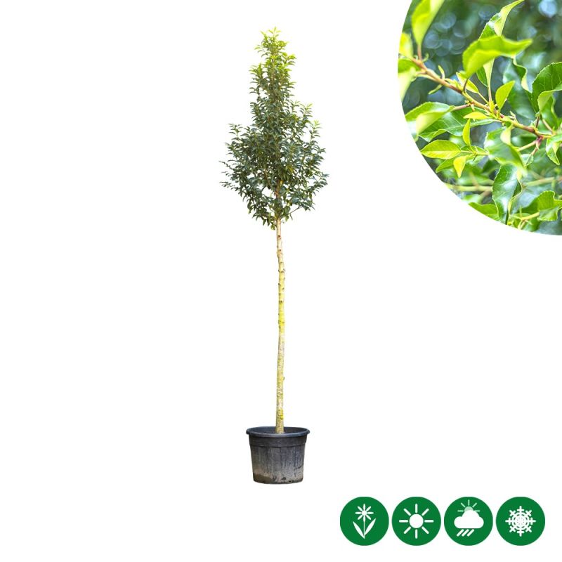 Prunus lusitanica - hoogstam