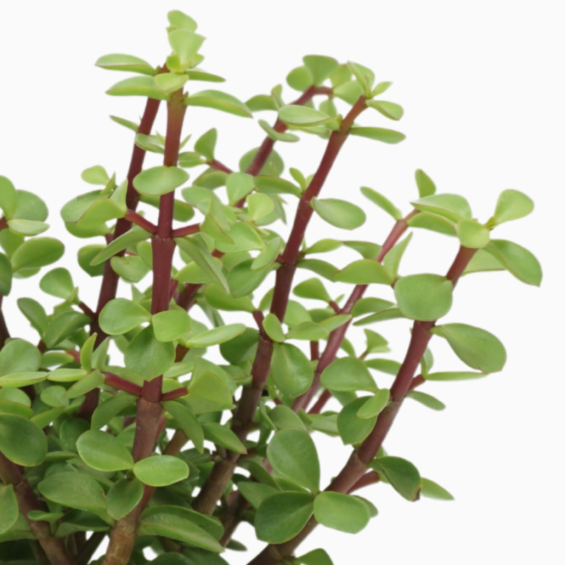 Portulacaria afra