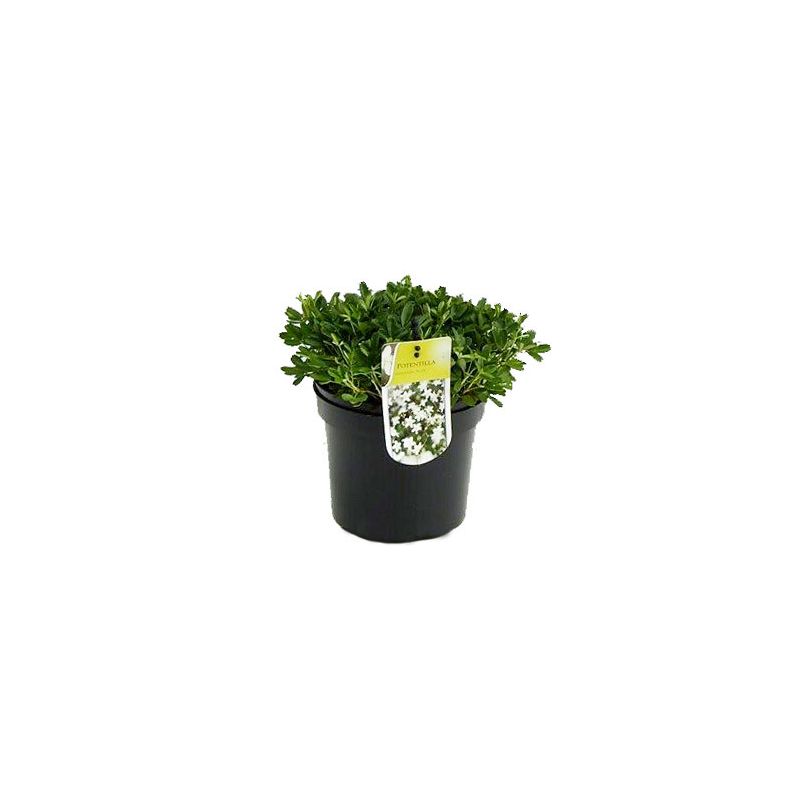 Potentilla tridentata Nuuk