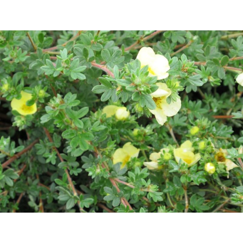 Potentilla Primrose Beauty 
