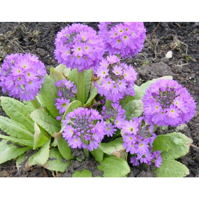 Primula Cashmeriana 
