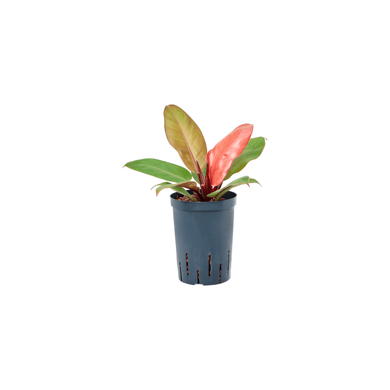 Philodendron Prince of Orange