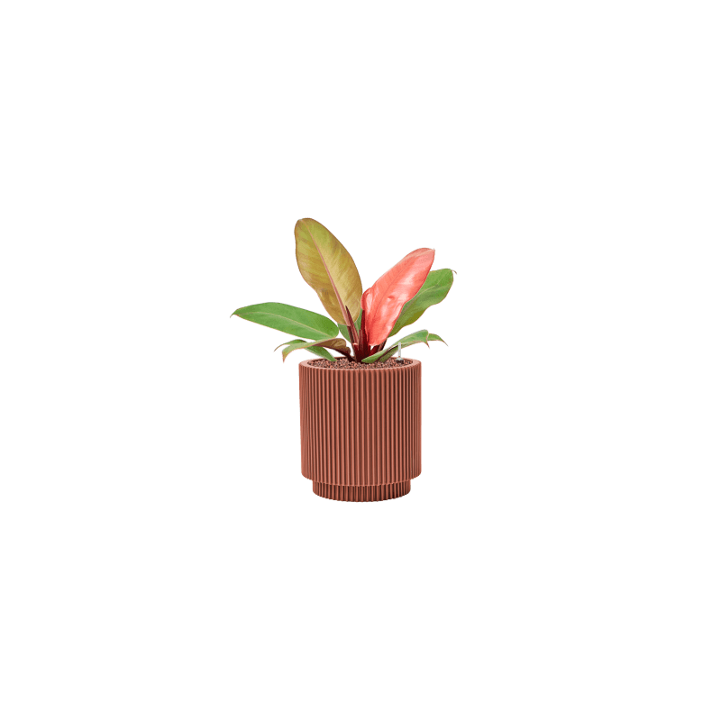 Philodendron Prince of Orange