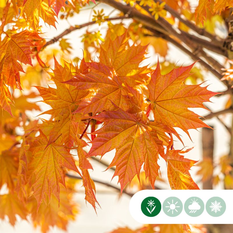 Acer Princeton Gold