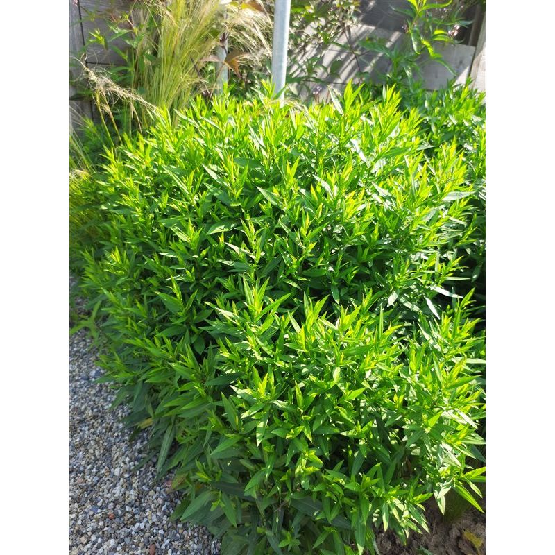 Aster Prof. Anton Kippenberg - biologisch