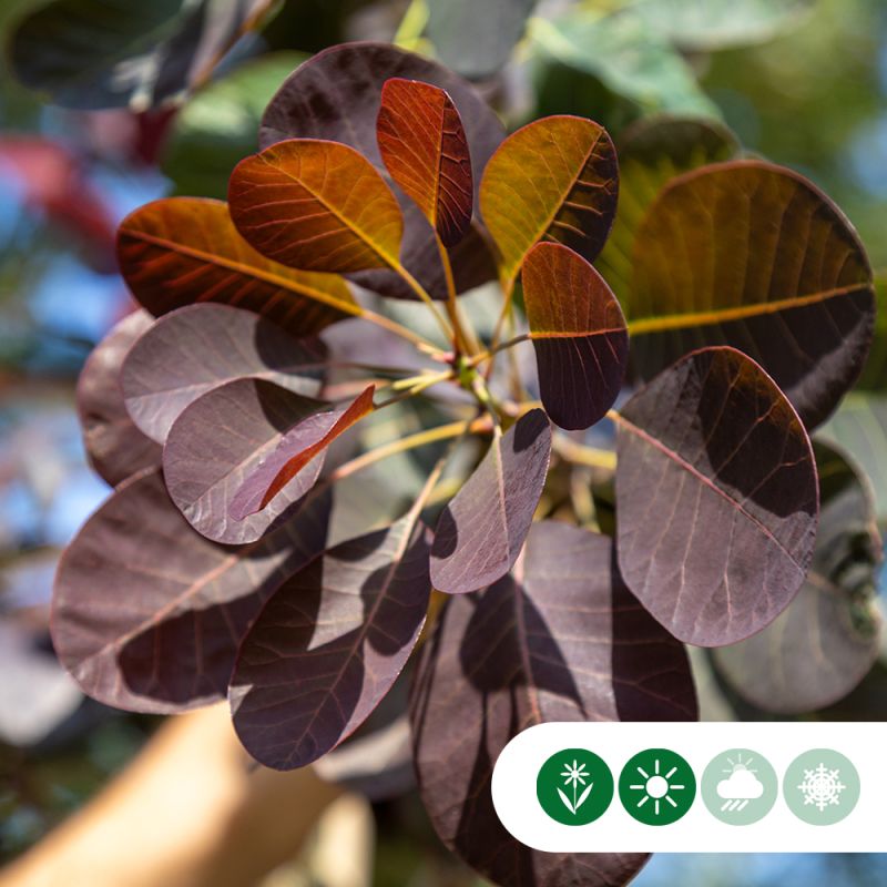 Cotinus Royal Purple