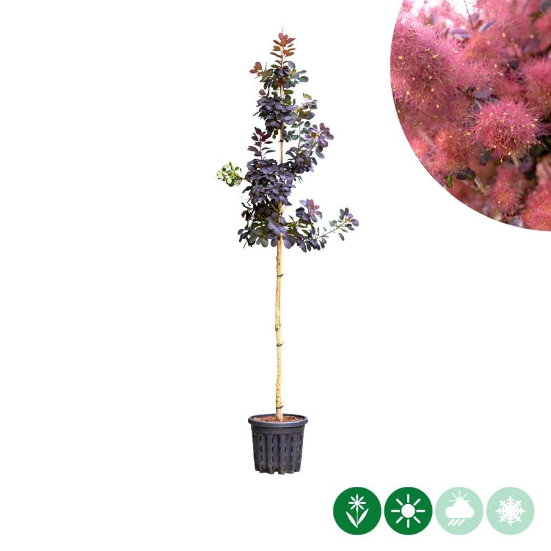 Cotinus Royal Purple