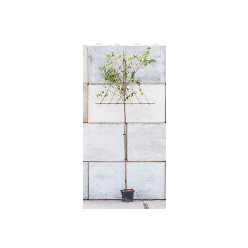 Prunus Claude D'Althan - leiboom hoogstam