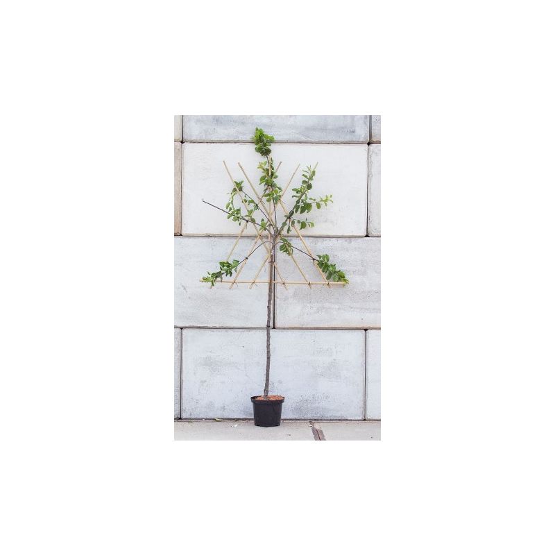 Prunus Victoria - leiboom laagstam