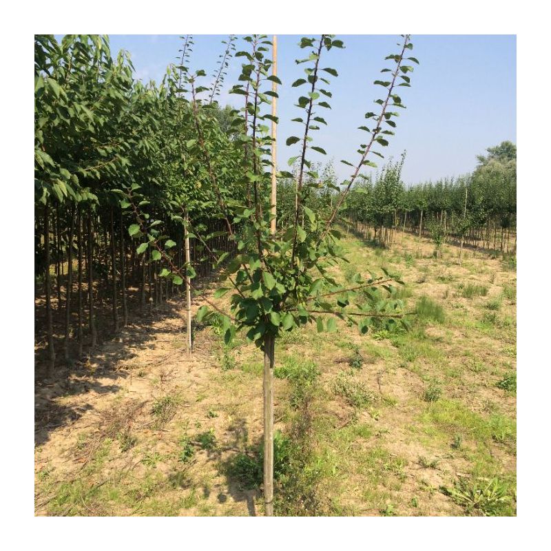 Prunus Mirabelle de Nancy