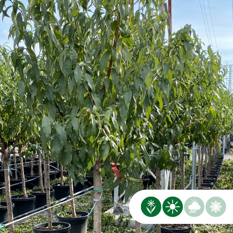 Prunus dulcis