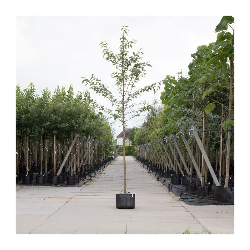 Prunus Avium Plena 