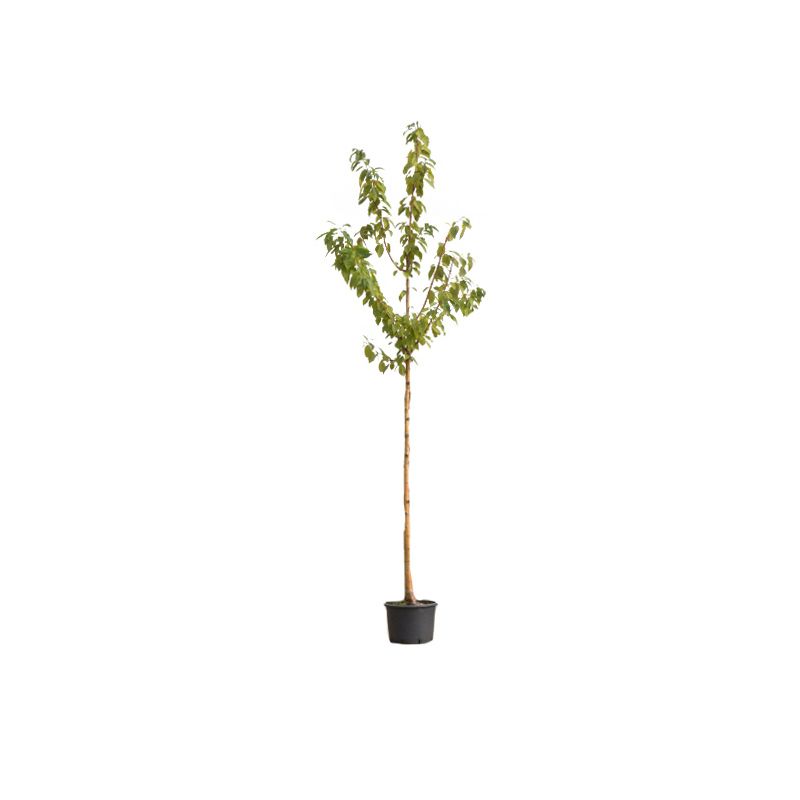 Prunus Maackii Amber Beauty