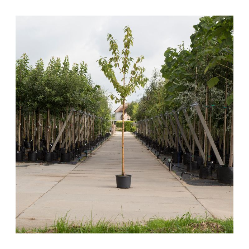 Prunus Maackii Amber Beauty