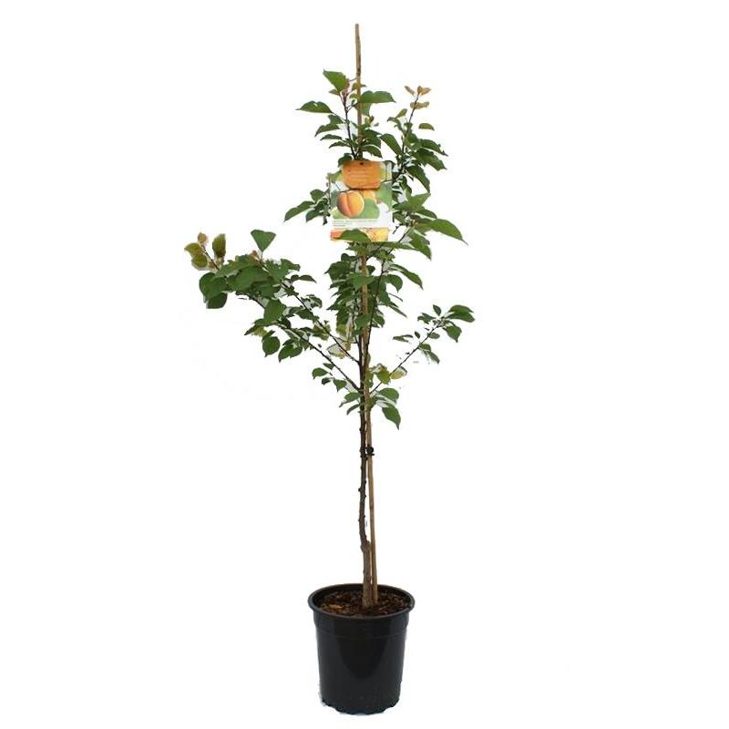 Prunus Armeniaca Bergeron