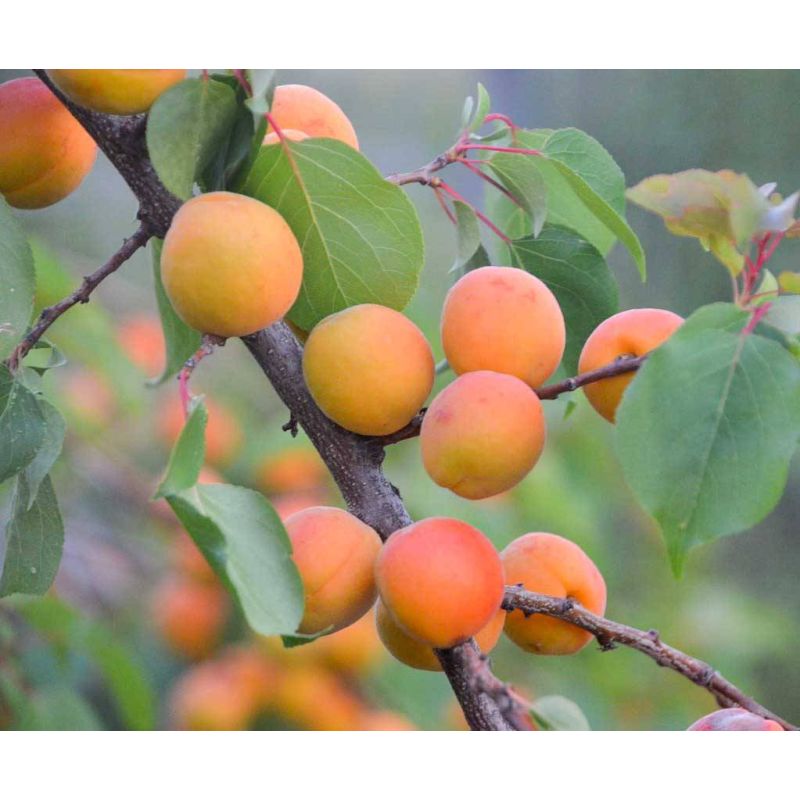 Prunus Armeniaca Bergeron