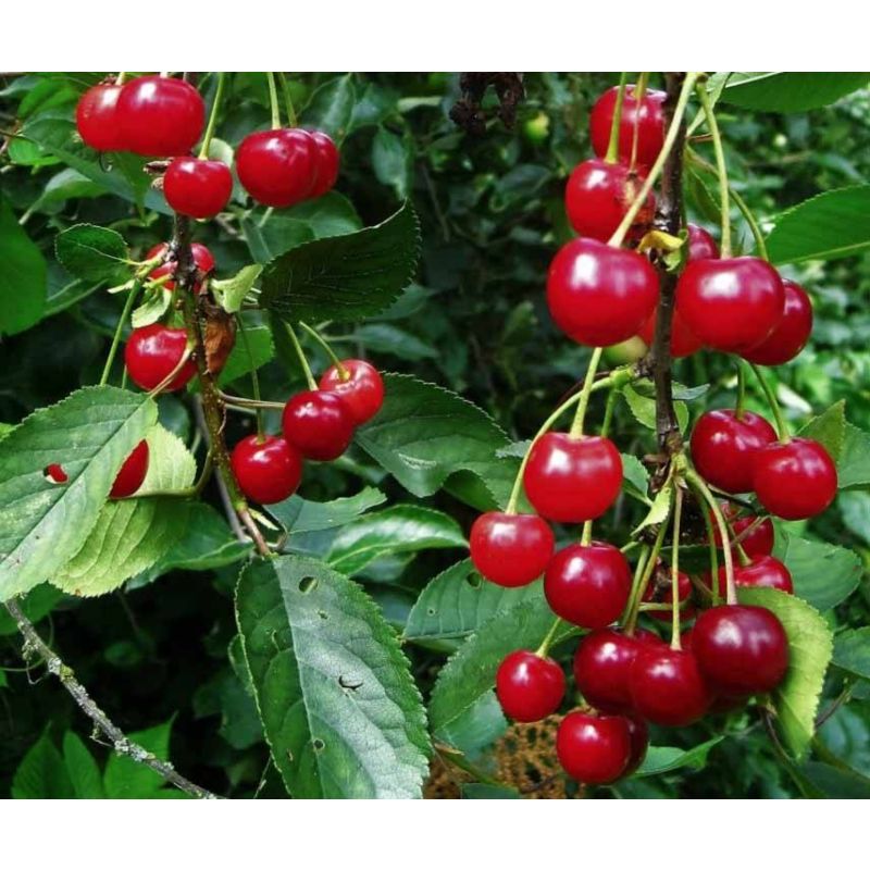 Prunus Morelle - leiboom