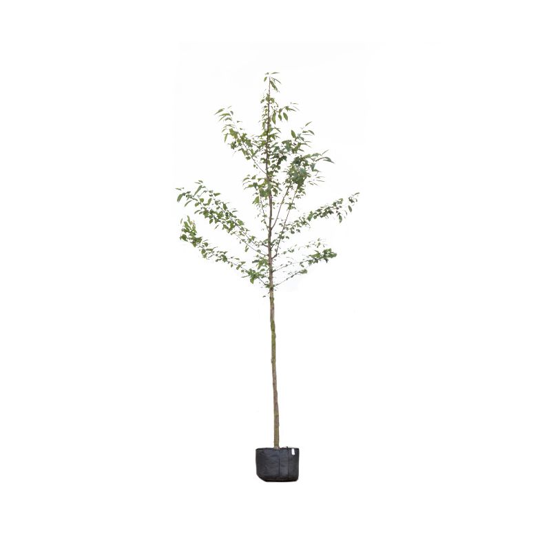 Prunus Avium Plena 