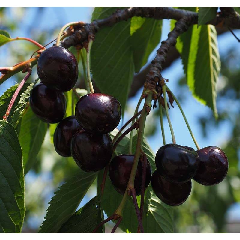 Prunus Avium 'Stella'