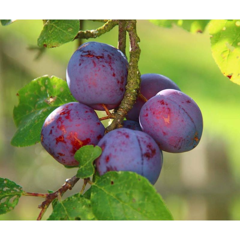 Prunus Domestica 'Reine Claude d'Althan'