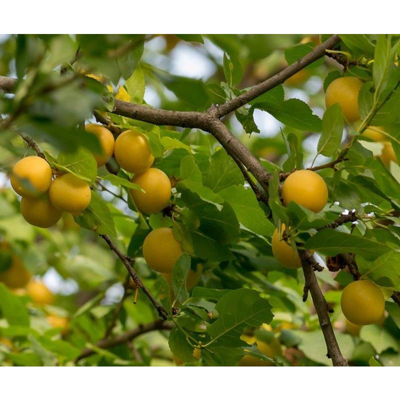 Prunus Domestica 'Reine Claude d'Oullins'