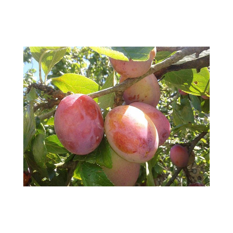 Prunus Domestica 'Victoria' - leiboom
