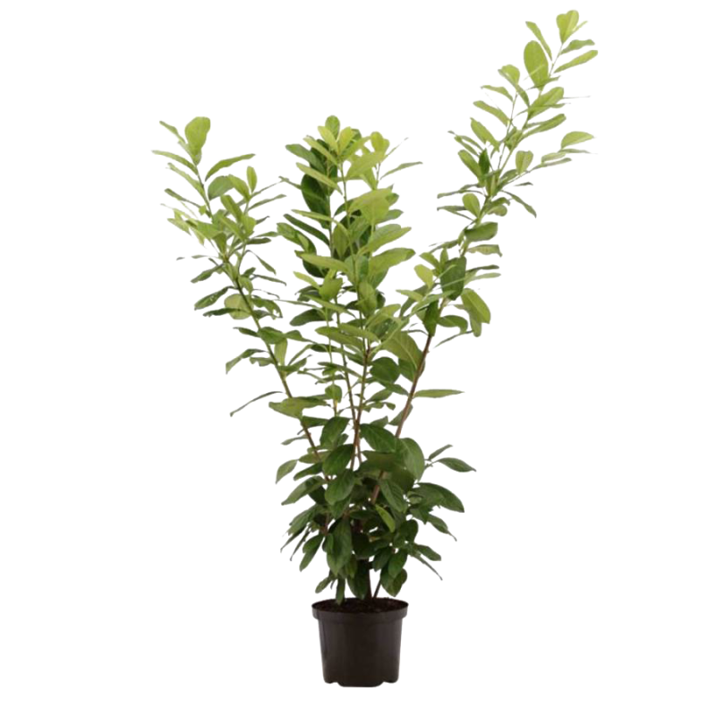Prunus laurocerasus 'Novita'