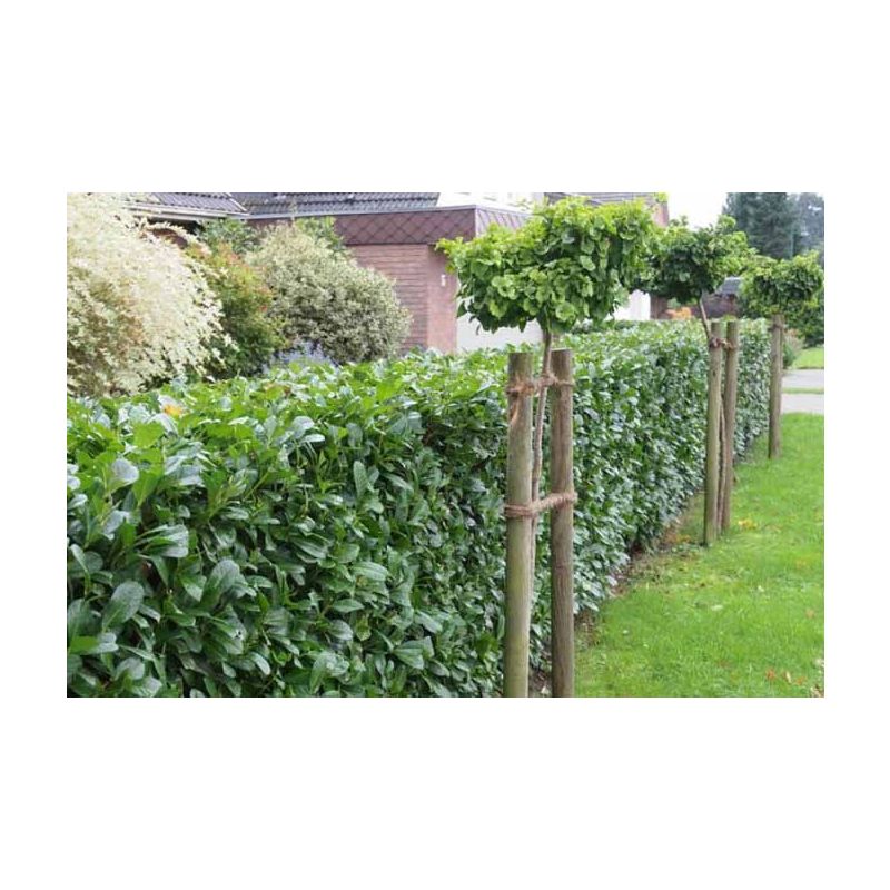 Prunus Genolia - haag