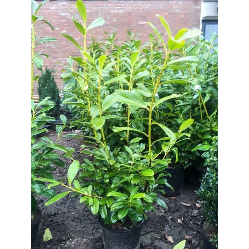 Prunus laurocerasus 'Novita'