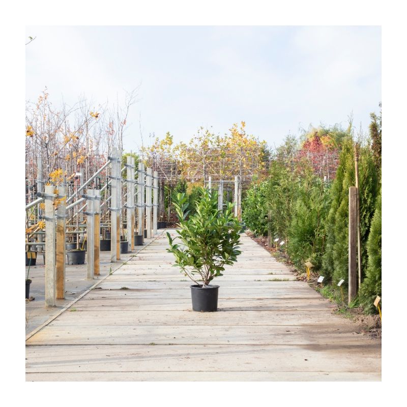 Prunus laurocerasus 'Rotundifolia'