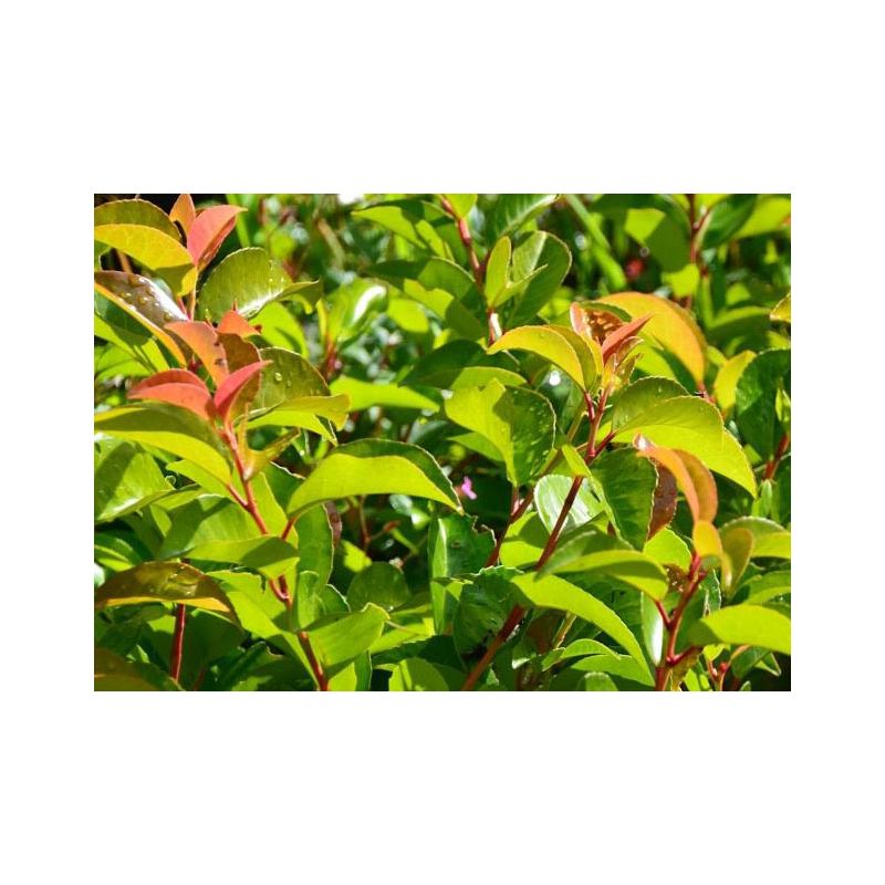 Prunus Lusitanica 'Tico'