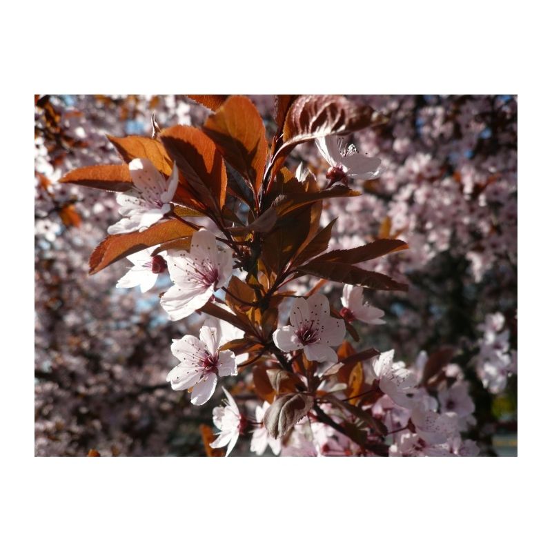Prunus Cerasifera 'Nigra' - meerstammig