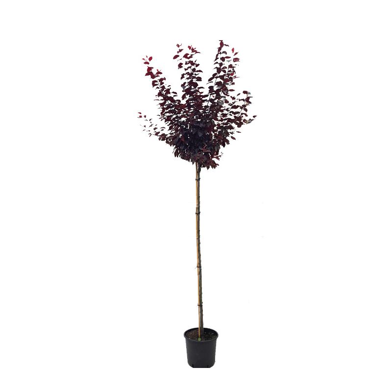 Prunus Cerasifera Nigra 