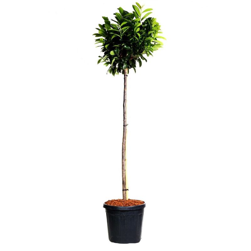 Prunus Laurocerasus 'Otto Luyken' 