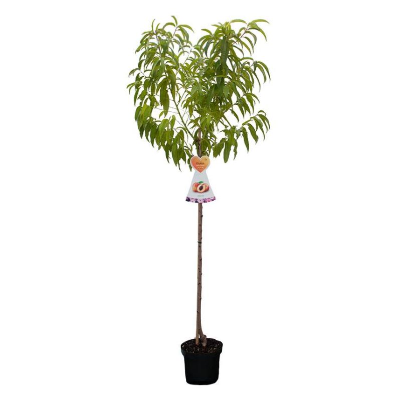 Prunus Madame Blanchet