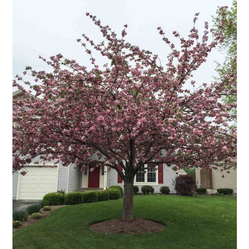 Prunus Kanzan